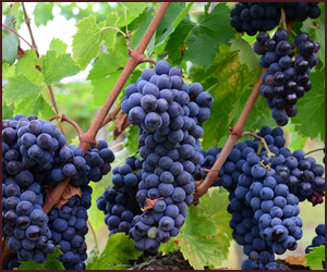 イタリアワインに多いぶどう品種