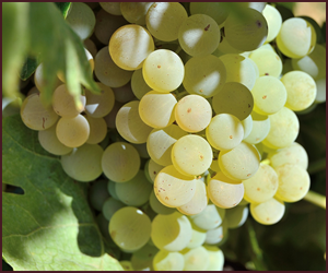 白ワインに使われるぶどう品種
